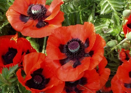 Black and Red - red, flower, poppies, black, wild, nature, red poppies