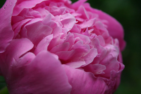 Pink Flower Makro - pink flower, flower, pink, nature