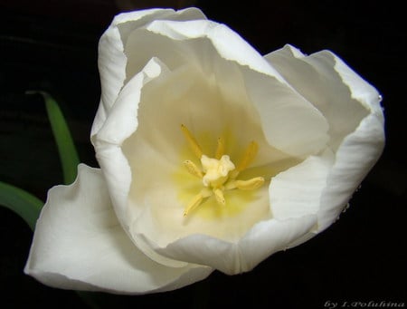 White Tulip - white, nature, white tulip, flower, tulip