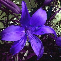 Blue Flower