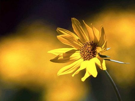 Yellow Loneliness - flower, yellow, yellow flower, nature