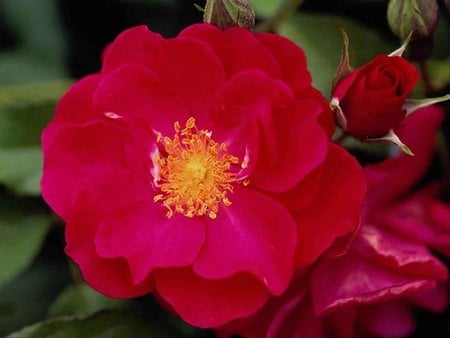 Red_Rose - red rose, nature, blossom, red, rose, flower