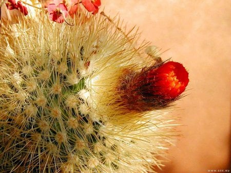 Cactus Blossom - flower, cactus, nature, blossom