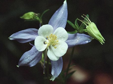 Beautiful Little One - little, flower, nature, blue