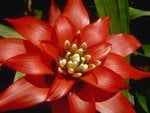 Red_Flower