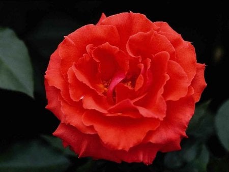 Red Hot Rose - red, flower, rose, red rose, hot, nature