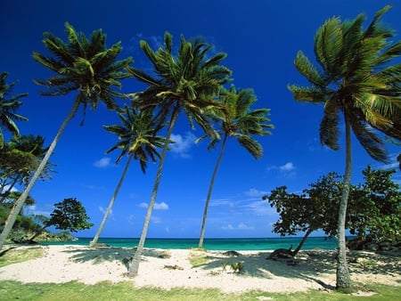 Wind Summer - sky, trees, grass, sea, wind