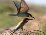 Bee-Eater Genus Merops