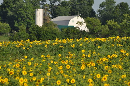 Sunflowers in Ohio - field, sunflowers, yellow, barn