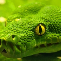 HD Green Anaconda