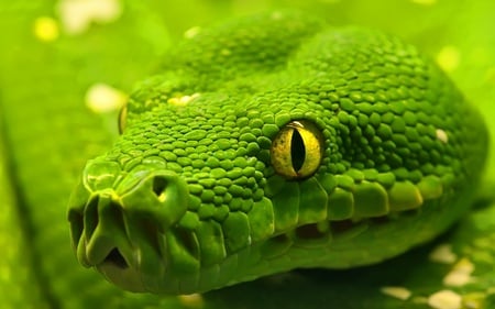 HD Green Anaconda - hi res, hd, snake, anaconda, green, awesome, reptile