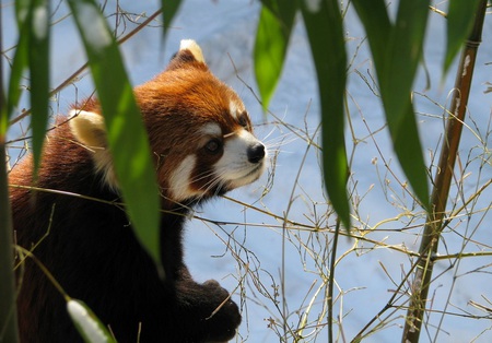 Fire Fox - shining-cat, water, ears, chinese, leaves, bear, fur, panda-bear, nature, red