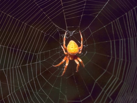 Orange Spider - spider web, colour, species, yellow, orange, asia