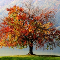 AUTUMN TREE BY THE LAKE