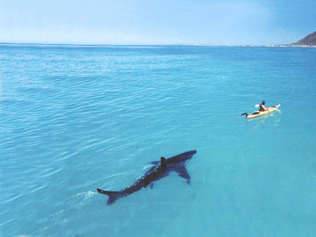 Danger! Warning! - canoe, ocean, large, shark, teeth, sea, jaws, mammal, man