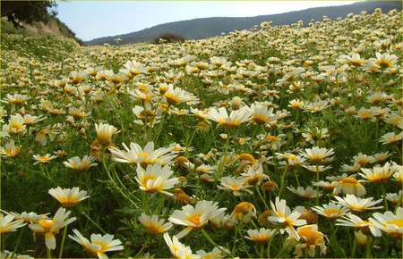 flowers field - flowers, white, nature, beautiful, art photo, field