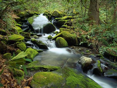 Beautiful Waterfall - beauty, forest, nature, waterfall