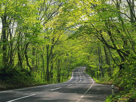 Forest Road - road, beauty, forest, nature