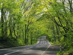 Forest Road