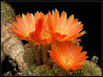 cactus flower