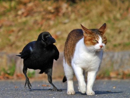 Friends - crow, picture, cat, cool