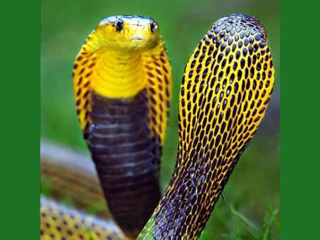 Snakes Dance - beautiful, snakes, dance, picture