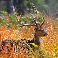 Deer in Grass