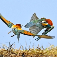 Birds Fight