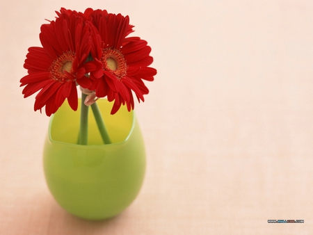 Gerbera bouquet in vase - red, flower, pretty, bouquet, still life, gerbera, nature