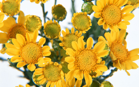 Yellow flower bouquet - flower, pretty, bouquet, yellow, still life, nature