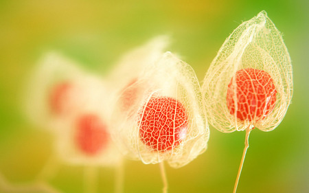 Mystic bouquet - flower, pretty, bouquet, still life, nature