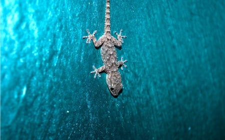 Gecko on the Wall - wall, animals, blue, gecko, reptiles