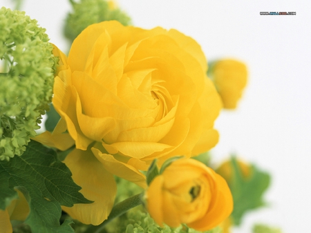 Yellow roses - flower, pretty, bouquet, still life, nature