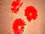 Red daisy art