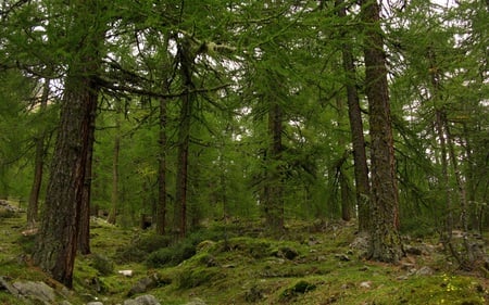 In the Forest - calm, nature, forests, mountain, serene, beautiful, green