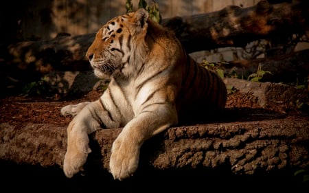 Peaceful - relaxes, beautiful, animals, cats, majestic, tiger