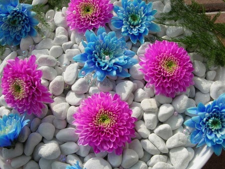 Flowers - garden, flower, petals, nature