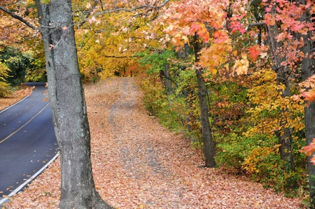 Quiet path in the Fall! - hill, colors, fall, road