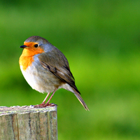 Bird in forest