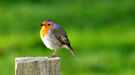 Bird in forest - sweet, forest, nature, bird