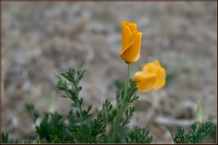 Yellow Roses For My Friends - art photo, roses, beautiful, yellow, two