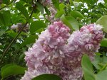 Spring Lilac Blooms