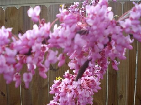 Red Bud Blossoms - flowers, blossoms, red bud, buds, pink