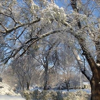 Tree in the Snow