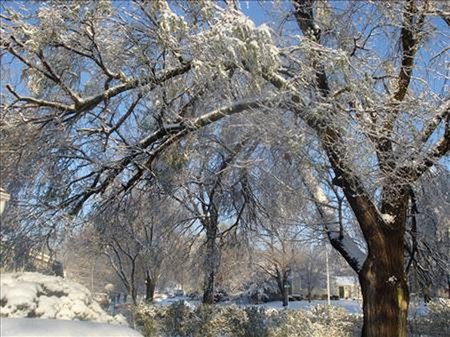 Tree in the Snow - winter, ice, tree, snow