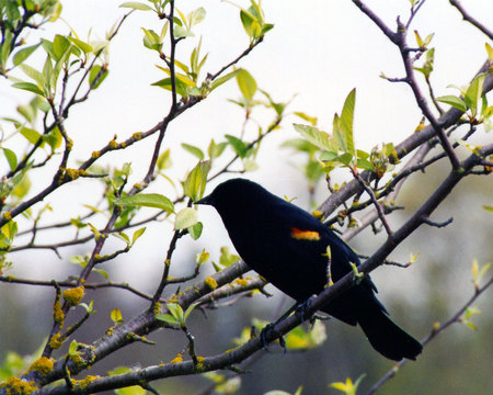 Black bird - forest, nature, bird, black