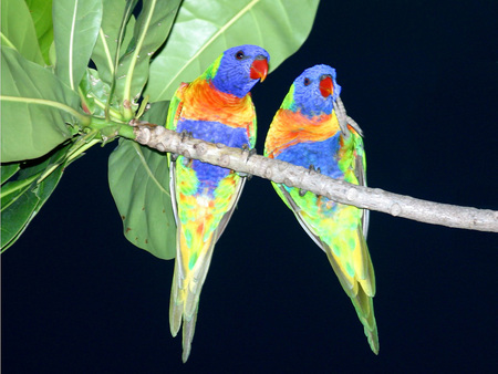 Parrot couple - forest, nature, bird, parrot