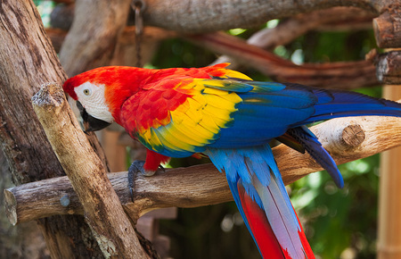 Bird - forest, nature, bird, parrot