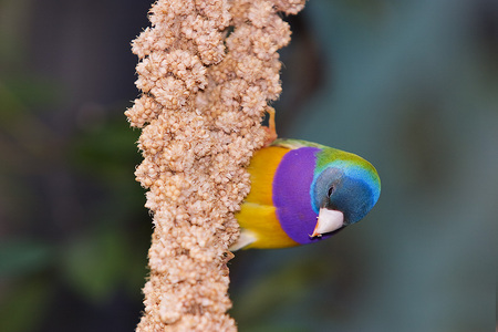 Lady Gouldian - forest, nature, bird, parrot