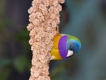 Lady Gouldian